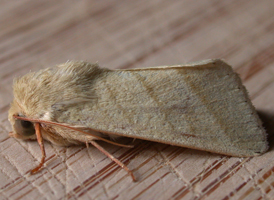 Tobacco Sun Moth